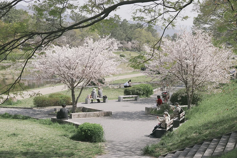 Parc pendant les sakura